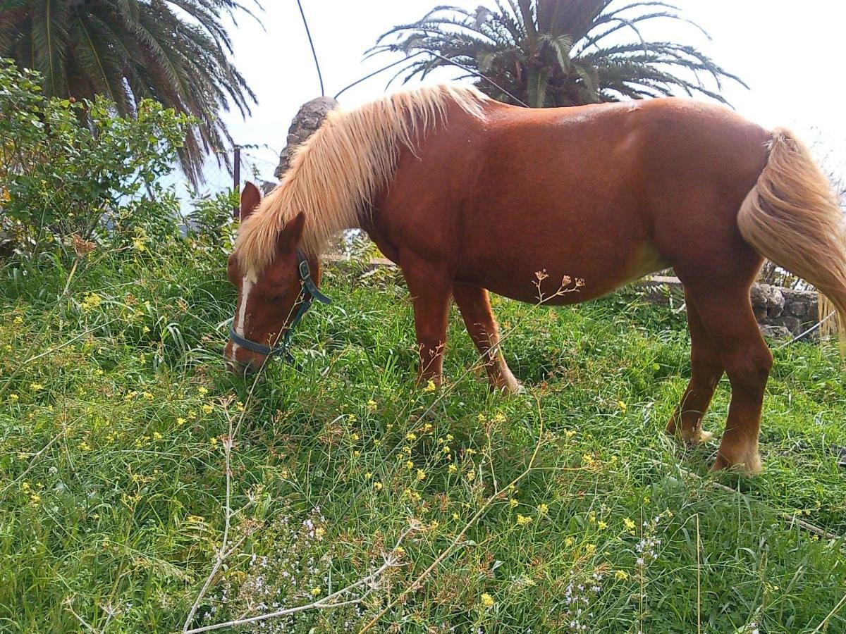 Azienda Agrituristica Le Terre Di San Leonardo Cetraro Bagian luar foto